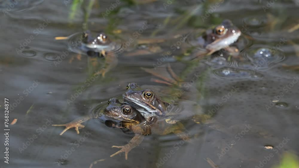European common frogs / brown frogs and grass frog pairs (Rana temporaria) in amplexus gathering in pond during spawning / breeding season in spring European common frogs / brown frogs and grass frog pairs (Rana temporaria) in amplexus gathering in pond during spawning / breeding season in spring
