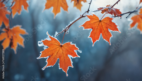 frozen branch with autumn maple leaves autumn winter background