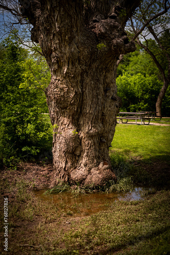A tree trunk with a puddle of water and mud at the base with a picnic table in the background during the spring at a nature park in Floresville, Texas  (ID: 768127826)