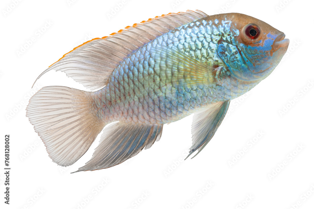 andinoacara electric blue andinoacara electric blue