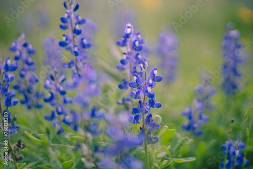 A bluebonnet (Lupinus texensis) in a field in Floresville Texas during the spring bloom.  (ID: 768128200)
