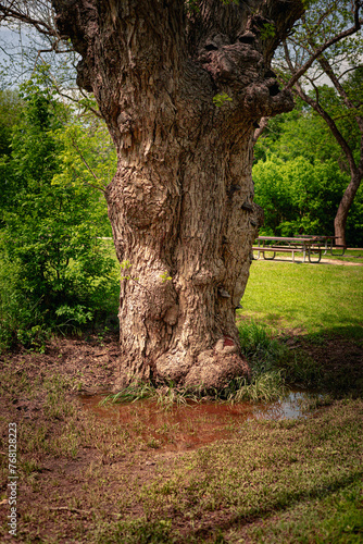 A tree trunk with a puddle of water and mud at the base with a picnic table in the background during the spring at a nature park in Floresville, Texas  (ID: 768128223)