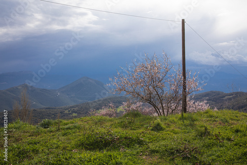 Blossoming almond tree on the background of mountains in spring - Markos village, western Arcadia, Peloponnese, Greece.