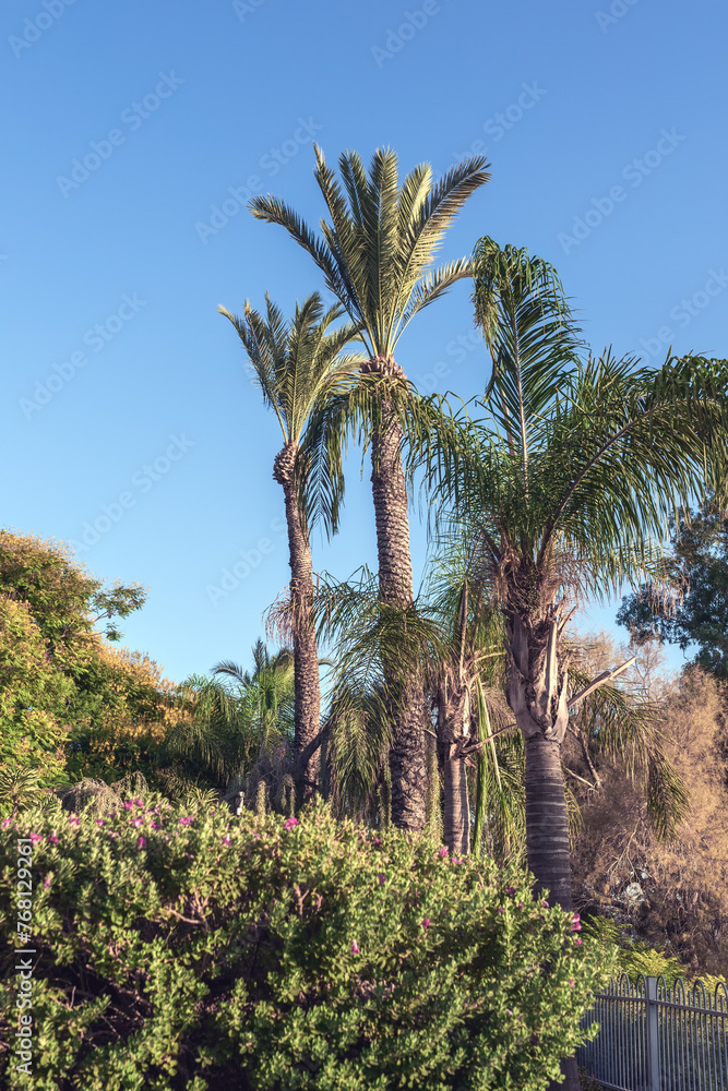 Three date palms in the park against a clear blue sky