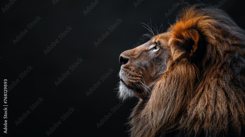 Fototapeta premium Male lion and cub portrait with object on right side, ample space on left for text