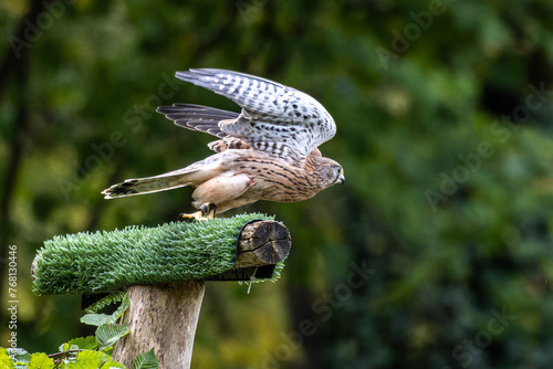 Common kestrel, Falco tinnunculus is a bird of prey species belonging to the falcon family Falconidae.