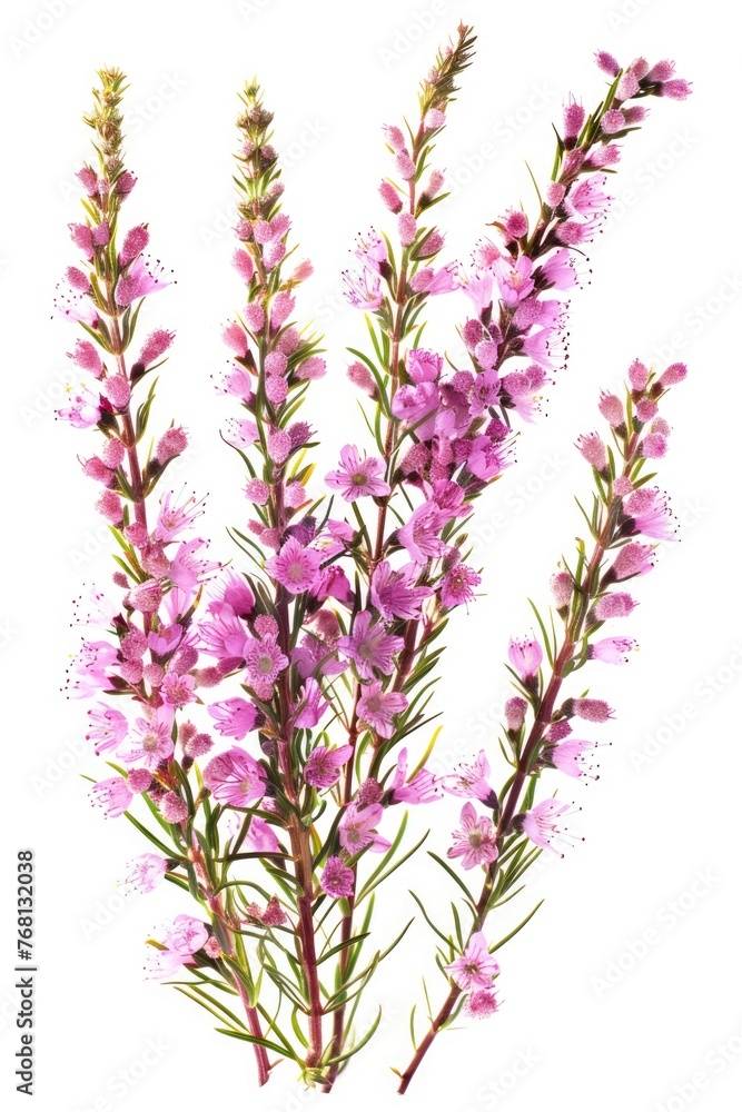 Close-Up of Vibrant Pink Heather Flowers Isolated on White Background. Set of Five Beautiful Blossoming Heather Branches in Nature