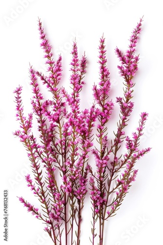 Heather Blossoms in Shades of Pink. Set of 5 Closeup Branches Perfectly Isolated on White Background