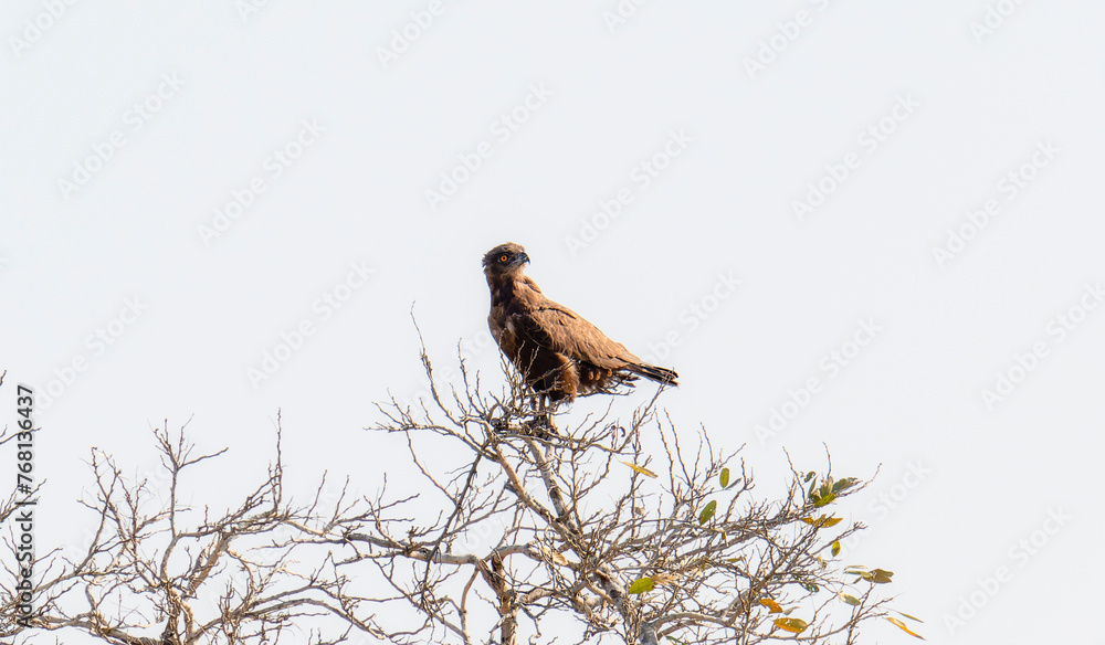 A brown snake eagle, scientific name Circaetus cinereus, sits on top of a tree branch. The bird is perched with its talons gripping the branch while observing its surroundings. In South Africa. A brown snake eagle, scientific name Circaetus cinereus, sits on top of a tree branch. The bird is perched with its talons gripping the branch while observing its surroundings. In South Africa.