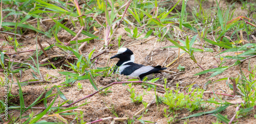A black and white bird, known as a blacksmith lapwing Vanellus armatus in South Africa, perched in the grass. The bird appears alert, scanning its surroundings for potential threats or food.