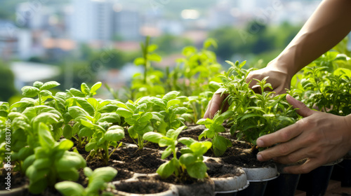 Urban Gardening: Cultivating Basil Plants