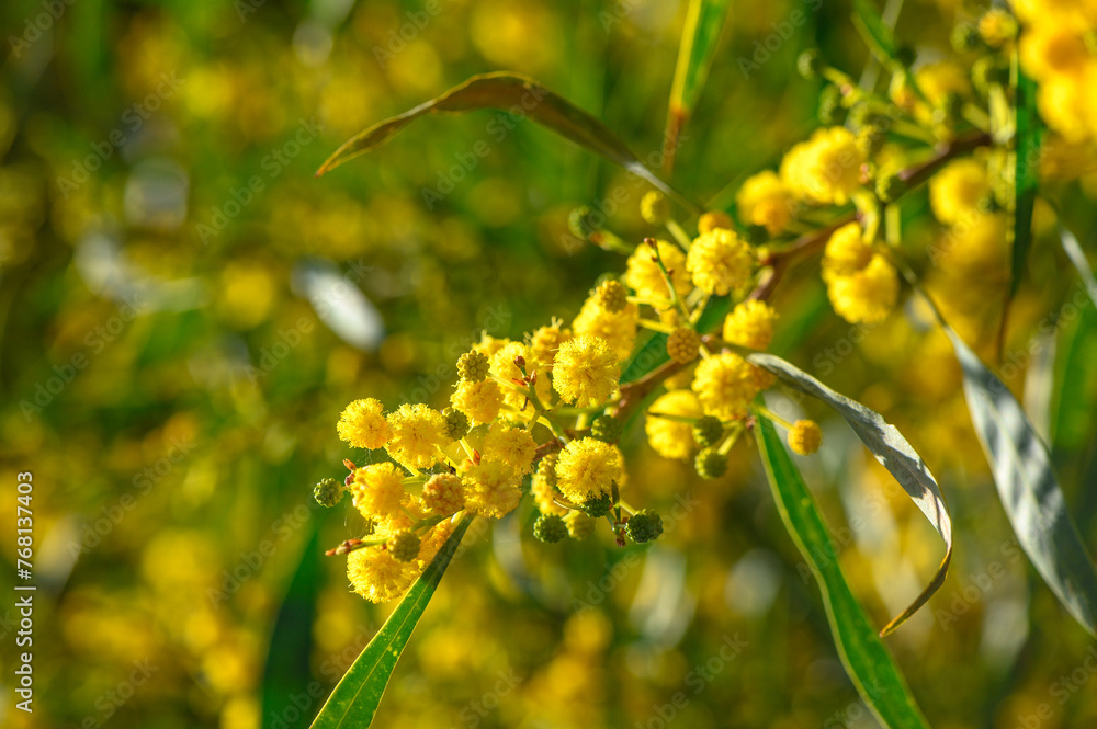 Yellow mimosa flowers. Close up. Spring, Womens day, Easter greeting card. Nature background Yellow mimosa flowers. Close up. Spring, Womens day, Easter greeting card. Nature background