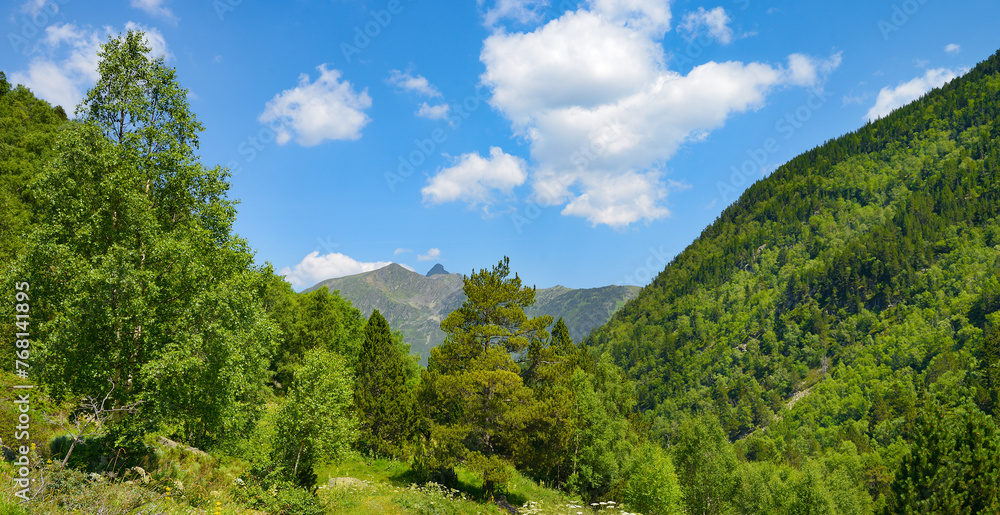 Rocky path in the mountains covered with forest