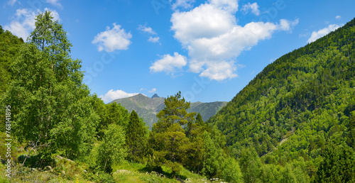Rocky path in the mountains covered with forest