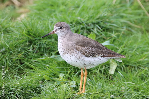 Fotografie Redshank (Tringa totanus) awaiting the tide to recede so he can feed