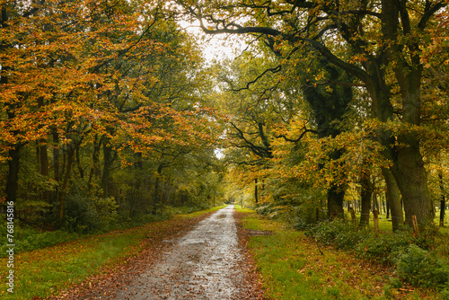 Eine Straße mit Bäumen in Herbstfarben im Emsland