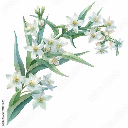 Watercolor edelweiss clipart with small white flowers and green leaves