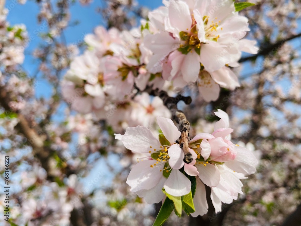 Obraz premium Flor del almendro 