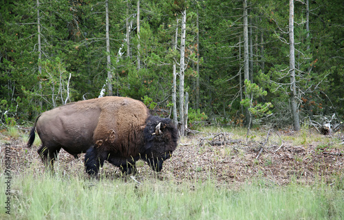 Bison Buffalo at Yellowstone National Park