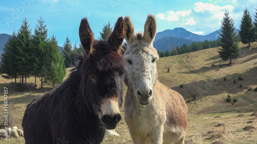 Portrait of donkeys couple in a mountain scenery © MEDIAIMAG