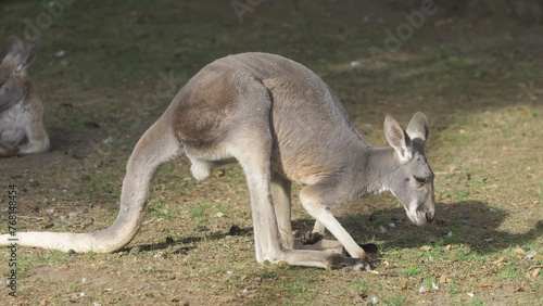 Eastern grey kangaroo (Macropus giganteus) seeking food on arid ground