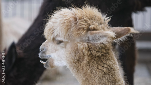 Portrait of cute little white baby of llama (Lama glama) ruminating