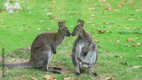 Tenderness of Bennett's red-necked wallaby (Notamacropus rufogriseus) couple