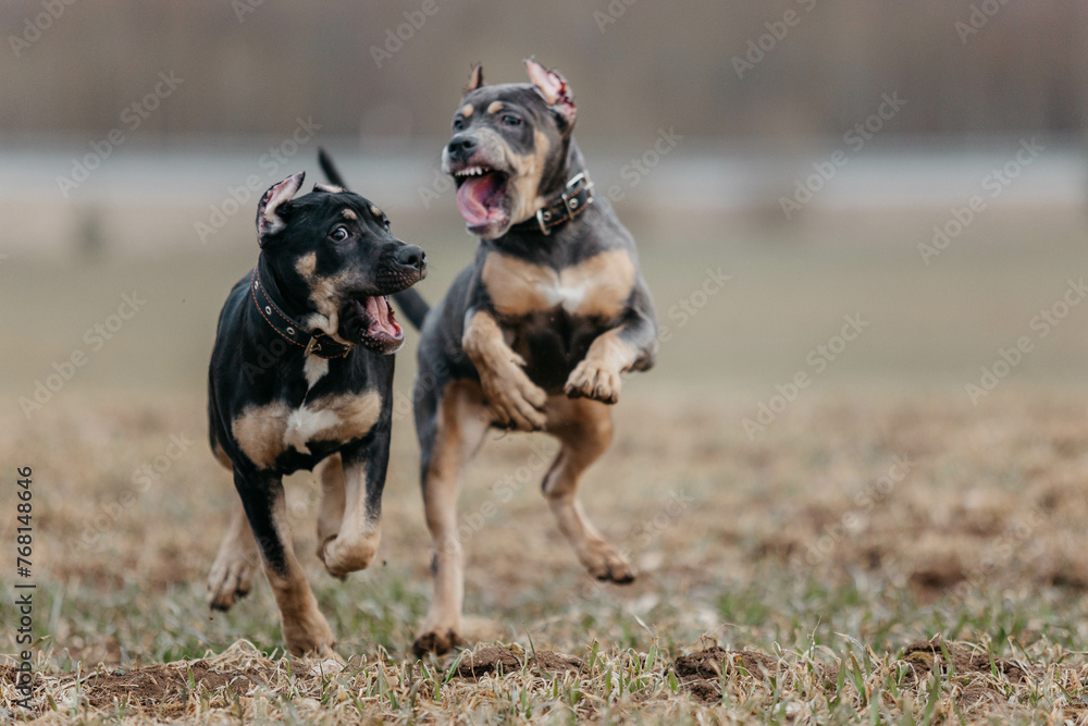 Puppies of the Prayter breed are playing. Photos of puppies in motion. Puppies of the Prayter breed are playing. Photos of puppies in motion.