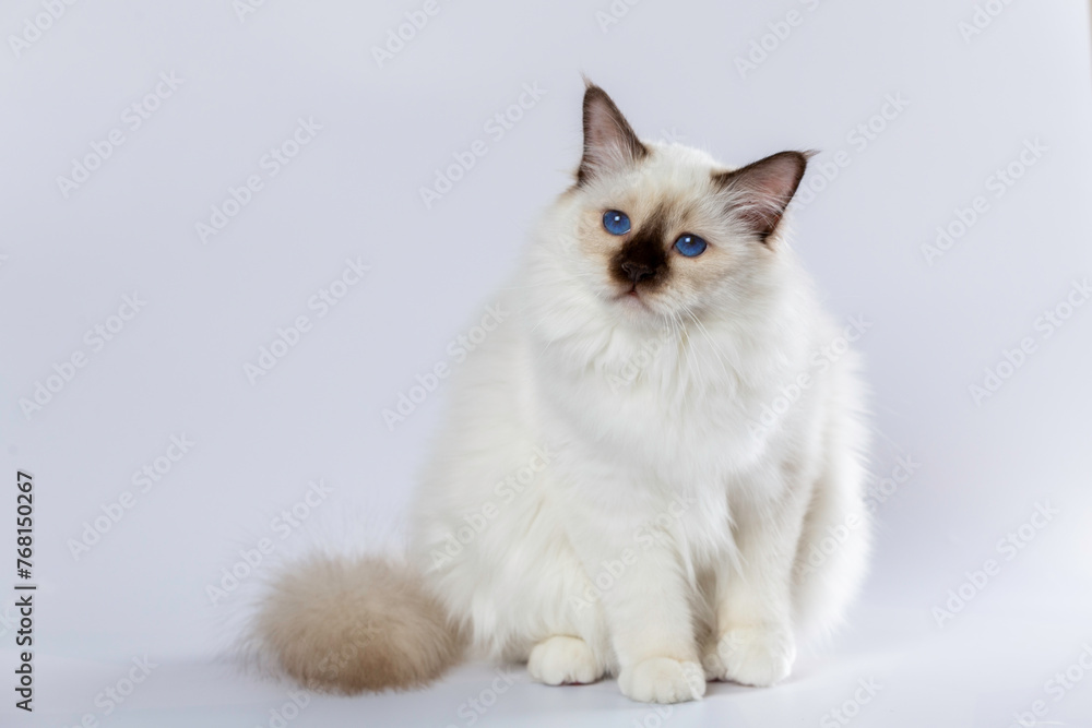 Sacred Birman Cat, birma on a white background