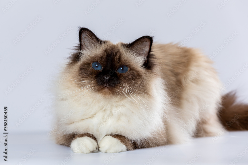 Sacred Birman Cat, birma on a white background Sacred Birman Cat, birma on a white background