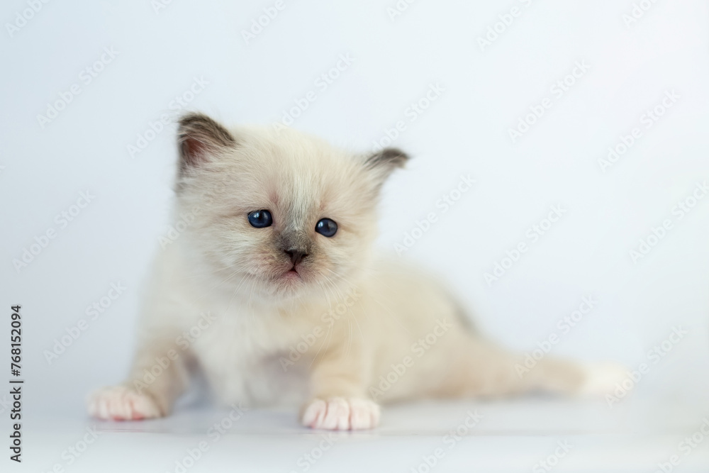 Sacred Birman kitten on a white background Sacred Birman kitten on a white background