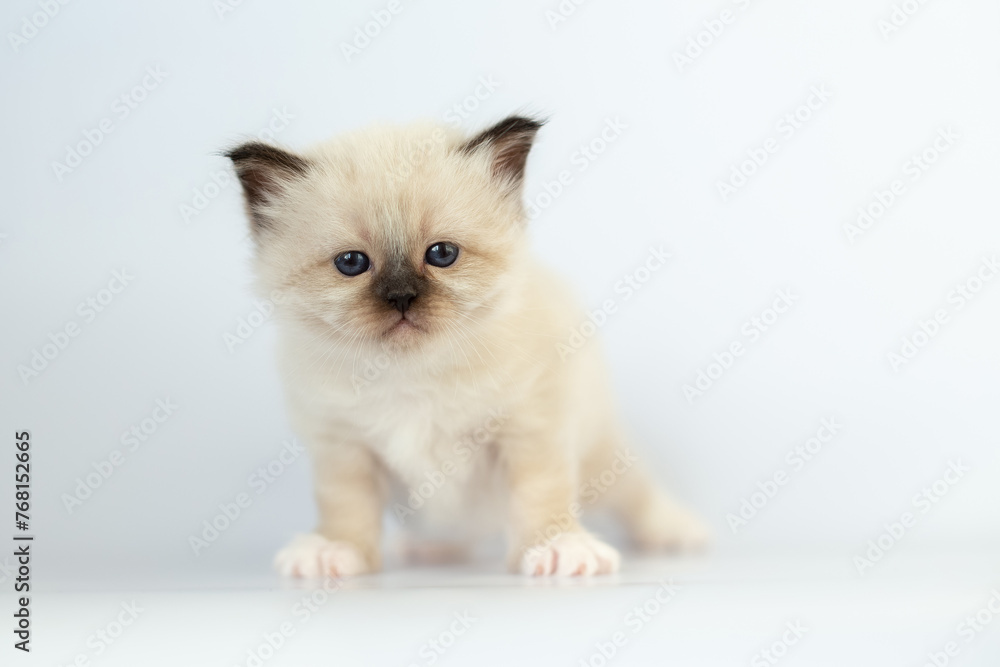 Sacred Birman kitten on a white background Sacred Birman kitten on a white background
