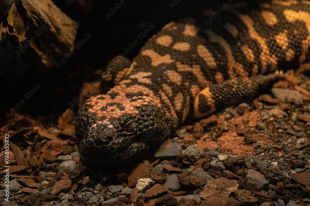 Fototapeta premium sleeping lizard