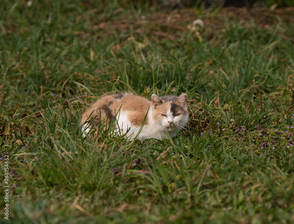 cat in the grass