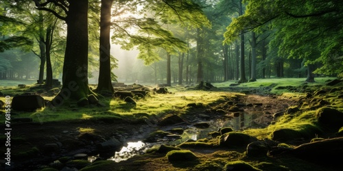 Enchanted Forest Stream