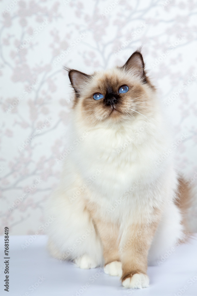 Sacred Birman Cat, birma on a light background