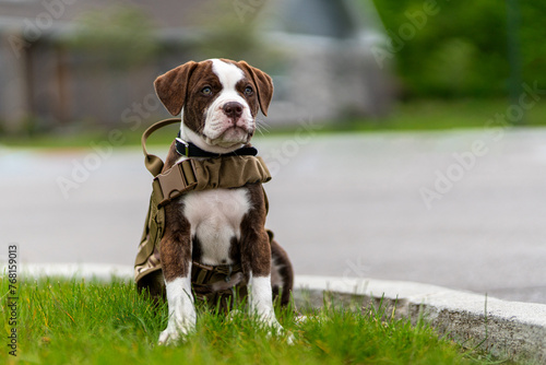 A brown and white dog is sitting on the grass