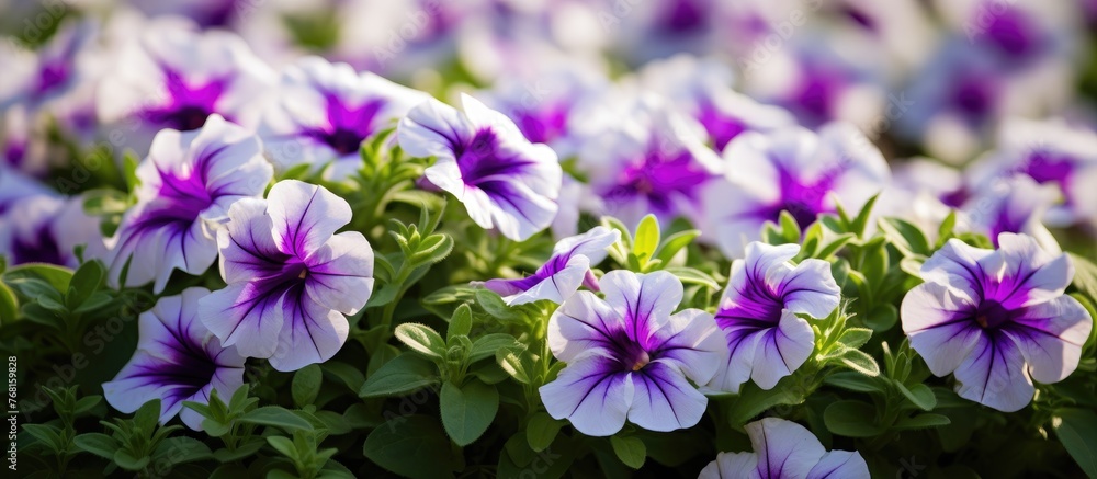 A bunch of purple and white Surfinia flowers stands elegantly in a beautiful garden filled with green grass. The vibrant colors of the flowers contrast against the lush greenery in the background.