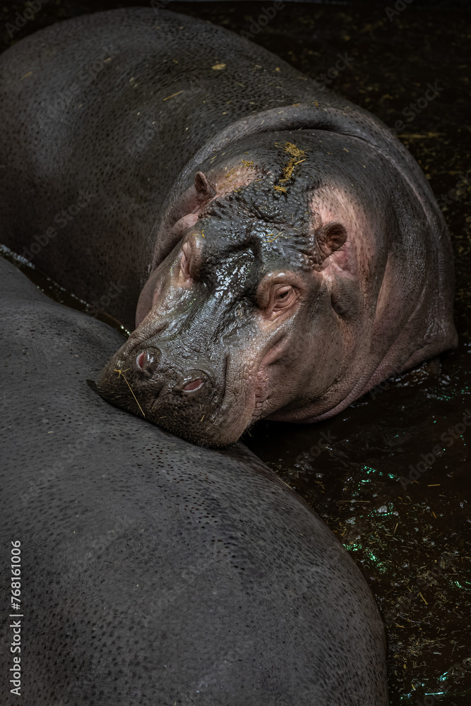 A hippopotamus sniffs another in the water.
A hippopotamus sniffs another in the water.