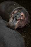 A hippopotamus sniffs another in the water.

