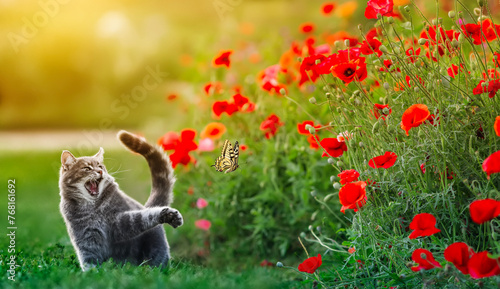 cute cat catches a swallowtail butterfly in a summer sunny garden among red poppy flowers photo