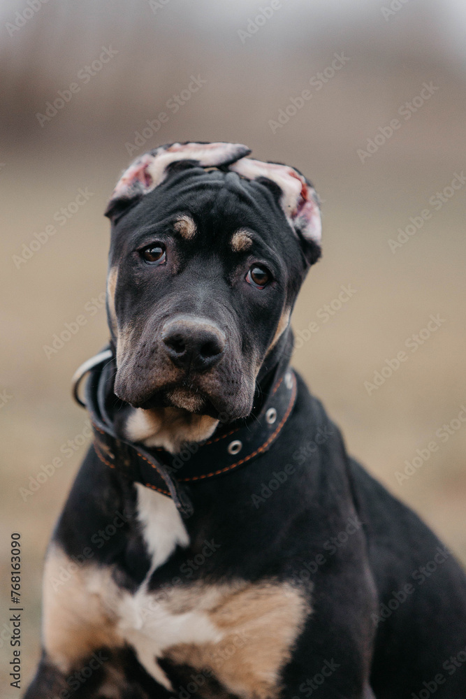 puppy of the Prayter breed portrait in nature