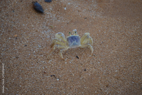An ocypode quadrata crab in its natural habitat in Aracruz on the coast of Espirito Santo  Brazil 