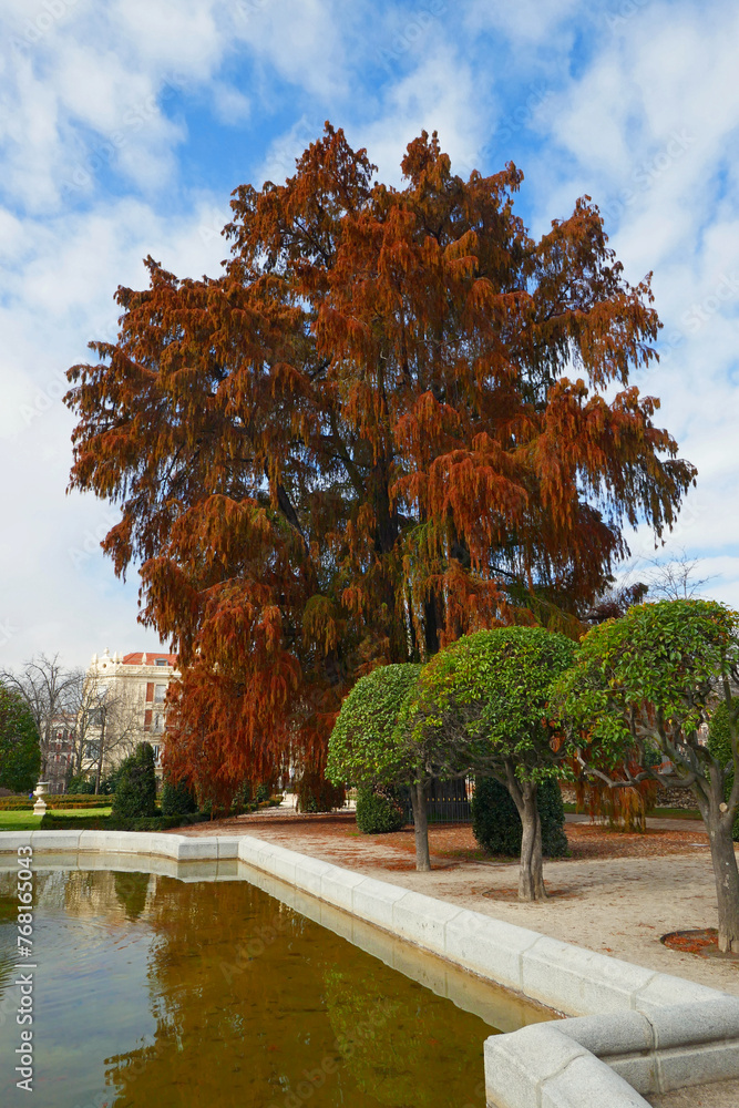 Naklejka premium Mexikanische Sumpfzypresse im Retiro-Park Madrid