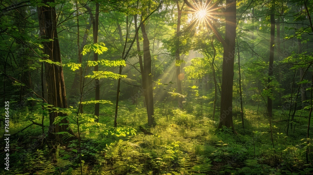 Obraz premium A serene, enchanting forest scene in early summer, 