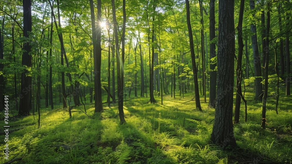 A serene, enchanting forest scene in early summer, 