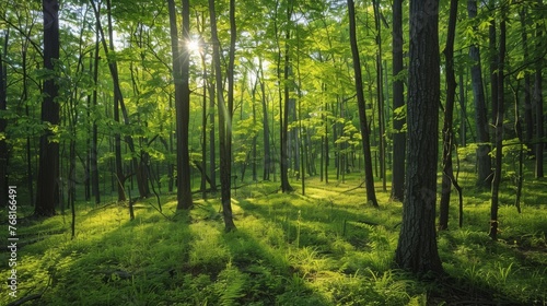 A serene, enchanting forest scene in early summer, 