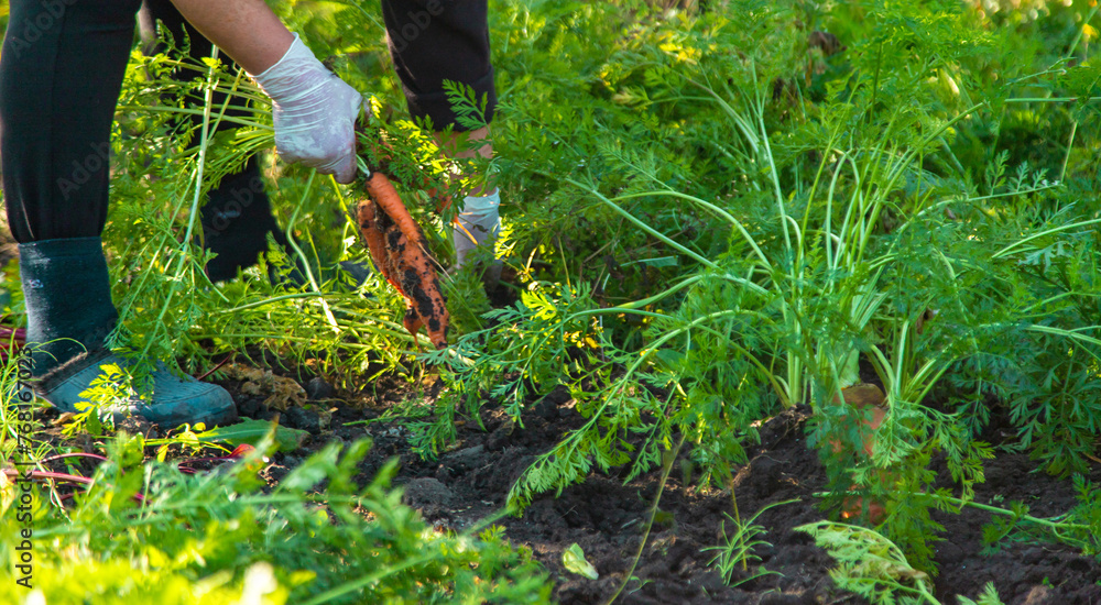 Obraz premium Carrot harvest in the garden. Selective focus.
