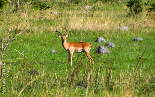 Fototapeta Naklejka Na Ścianę i Meble -  An impala antelope in a nature reserve in Zimbabwe.
