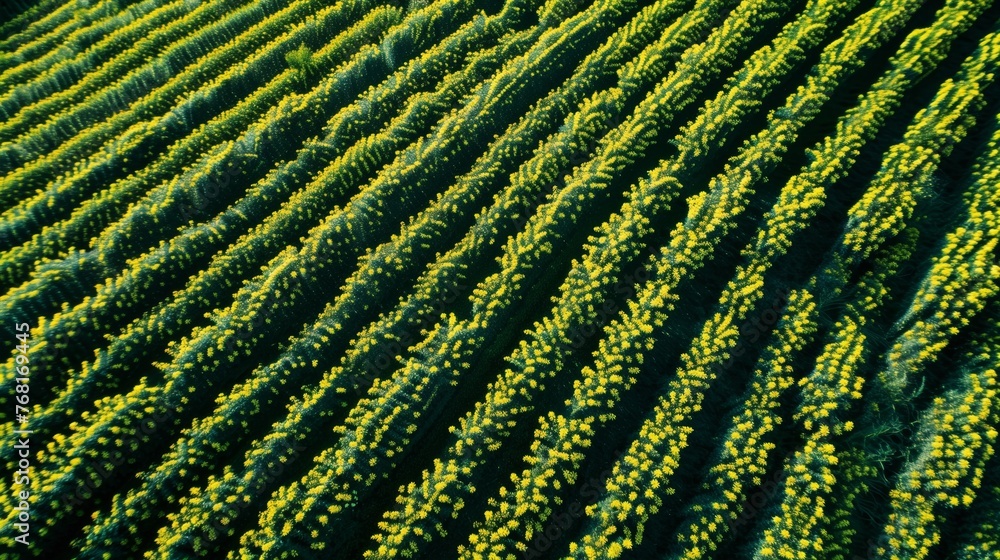 Aerial View of Green Plants Field